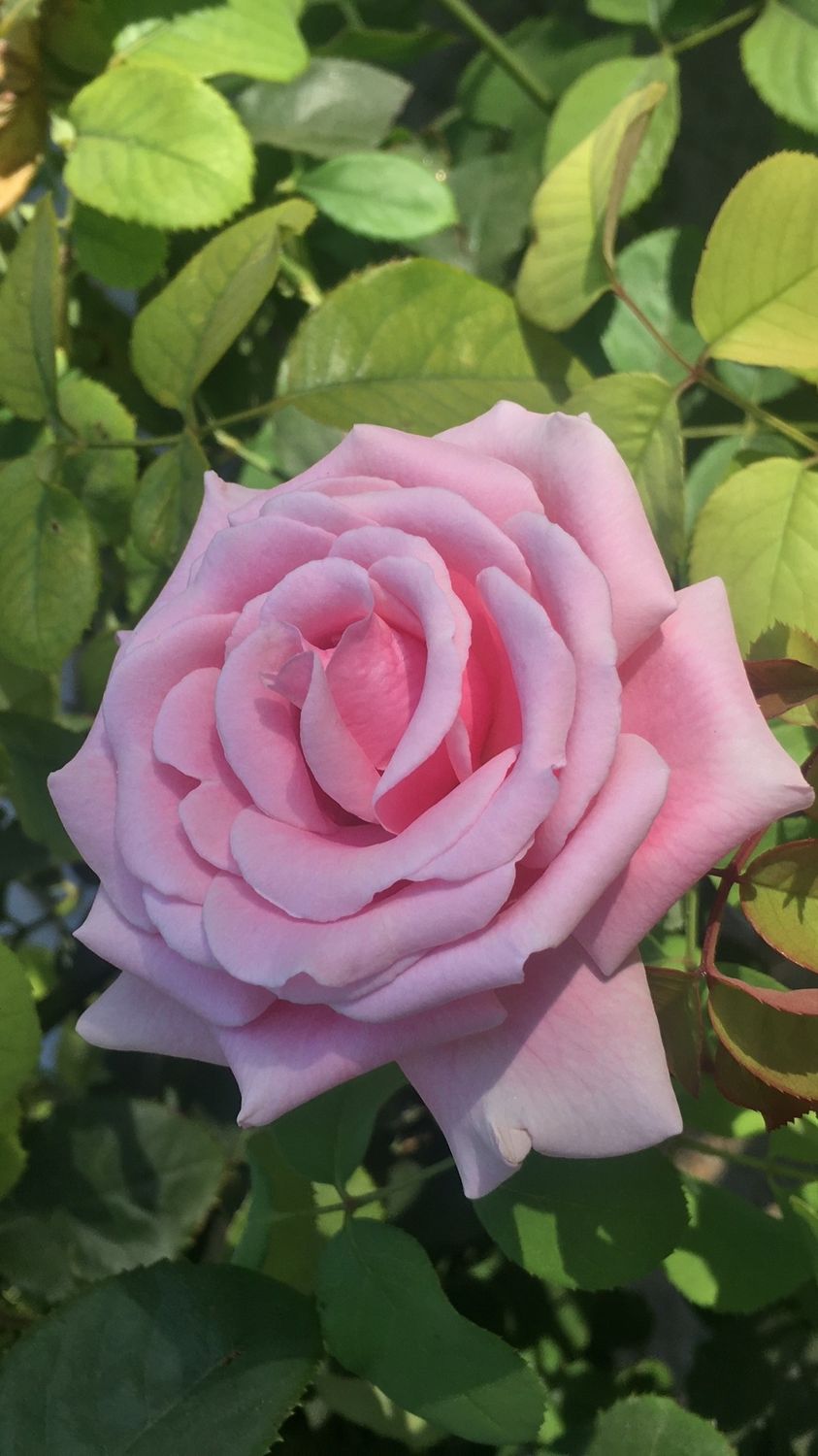 a rose